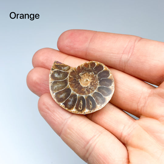 Chambered Ammonite - Rocks and Gems Canada