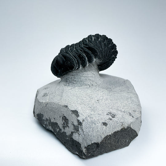 Trilobite Phacops Fossil