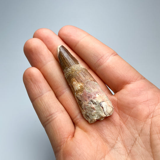 Fossilized Spinosaurus Tooth Specimen
