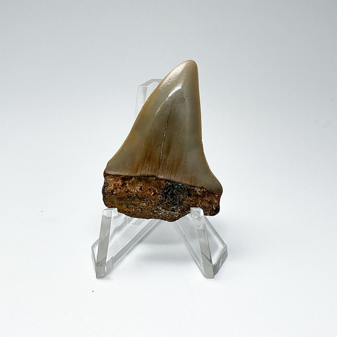 Fossilized Shark Tooth Specimen: Extinct Great White Shark