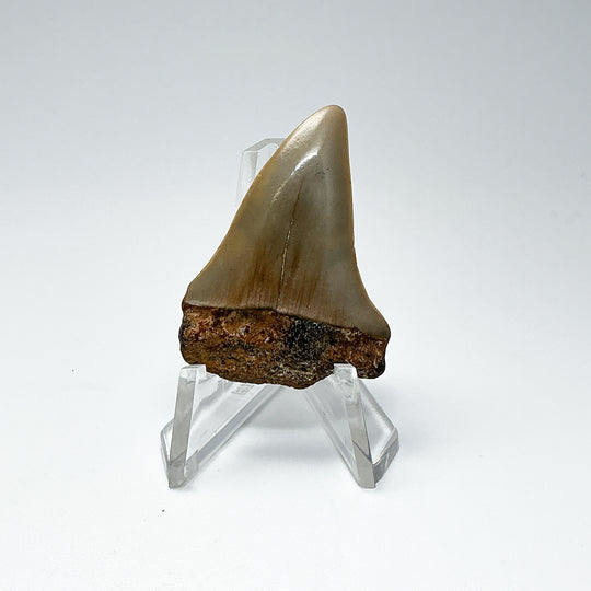 Fossilized Shark Tooth Specimen: Extinct Great White Shark