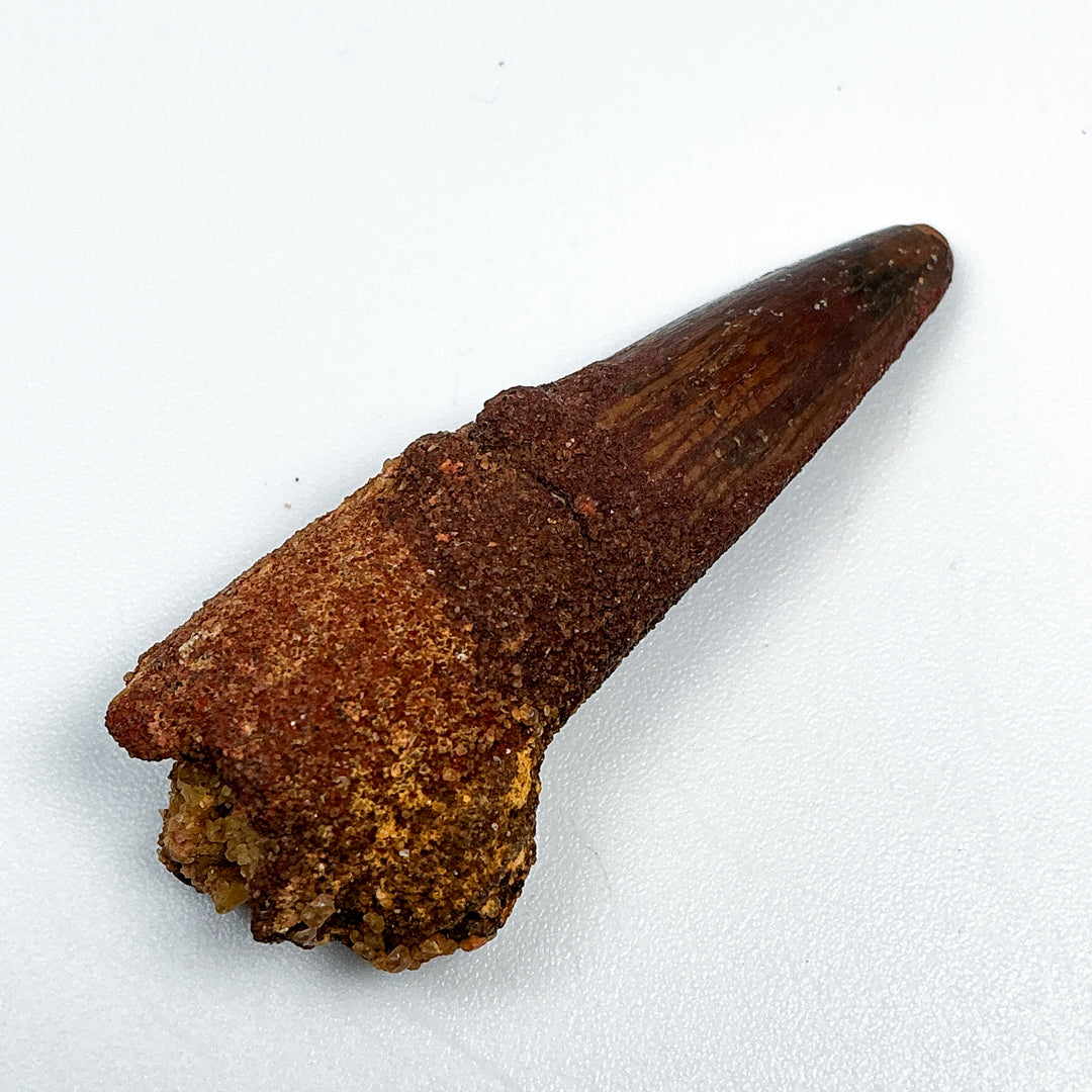 Fossilized Spinosaurus Tooth Specimen