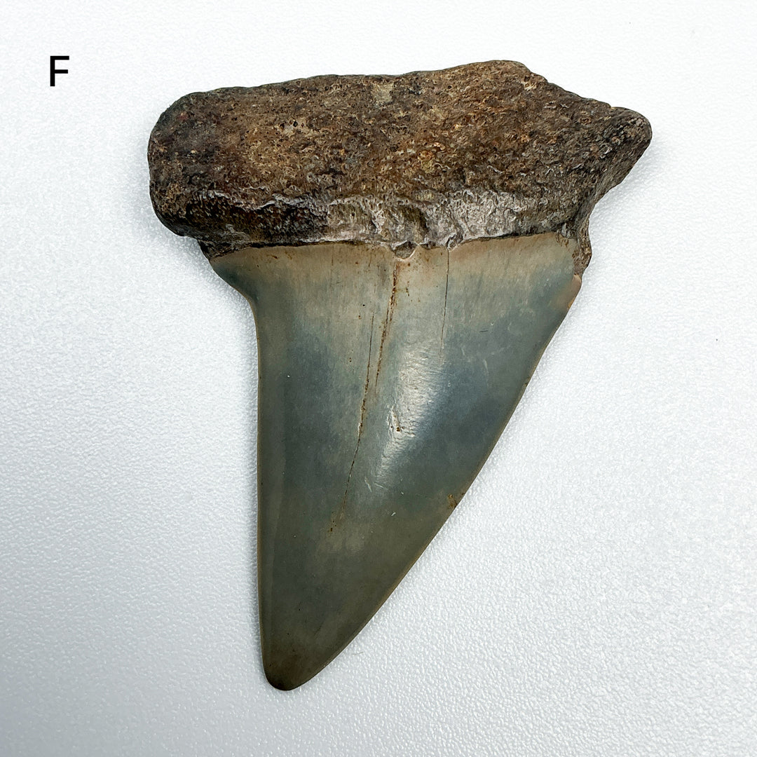 Fossilized Shark Tooth Specimen: Extinct Great White Shark