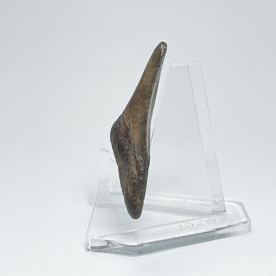 Fossilized Shark Tooth Specimen: Carcharodon Megalodon