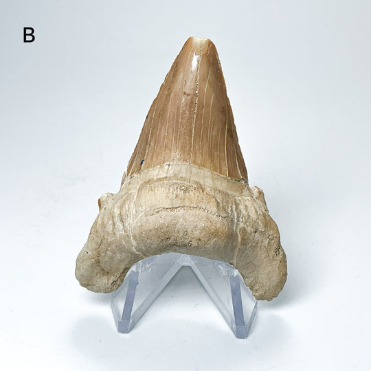 Fossilized Otodus/Lamna Shark Tooth Specimen