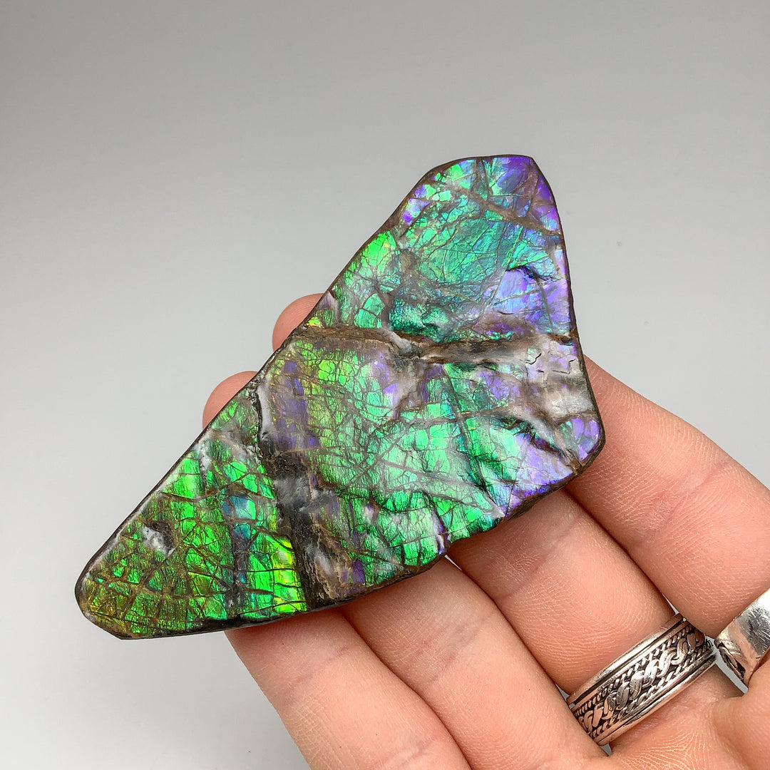 Ammolite Specimen - Rocks and Gems Canada