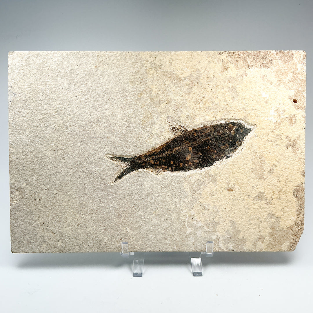 Fish Fossil