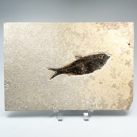 Fish Fossil
