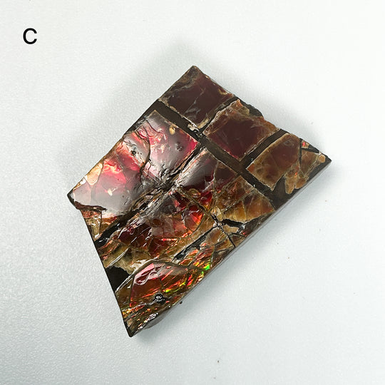 Ammolite Specimen