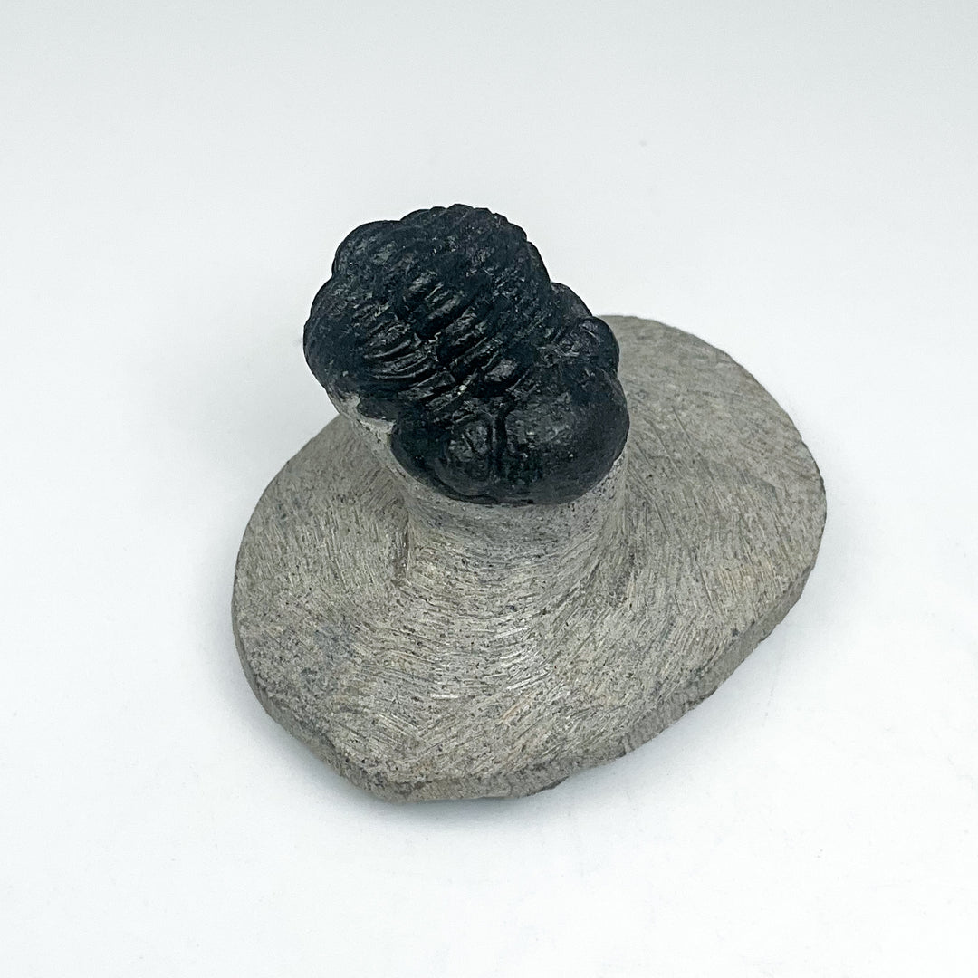 Trilobite Proetus Fossil