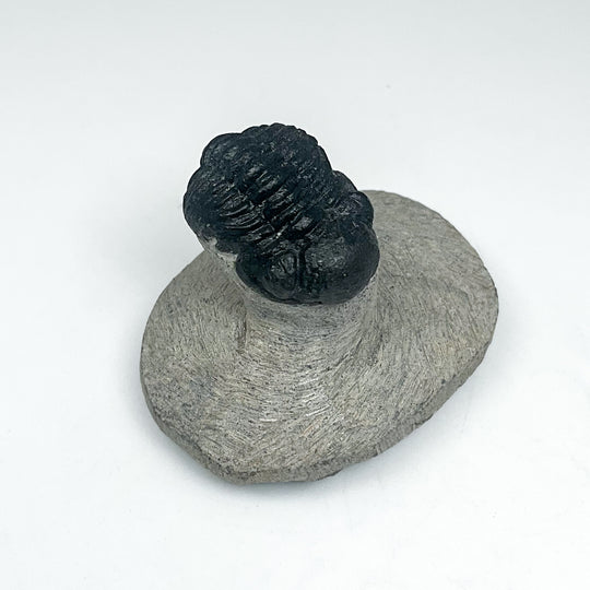Trilobite Proetus Fossil
