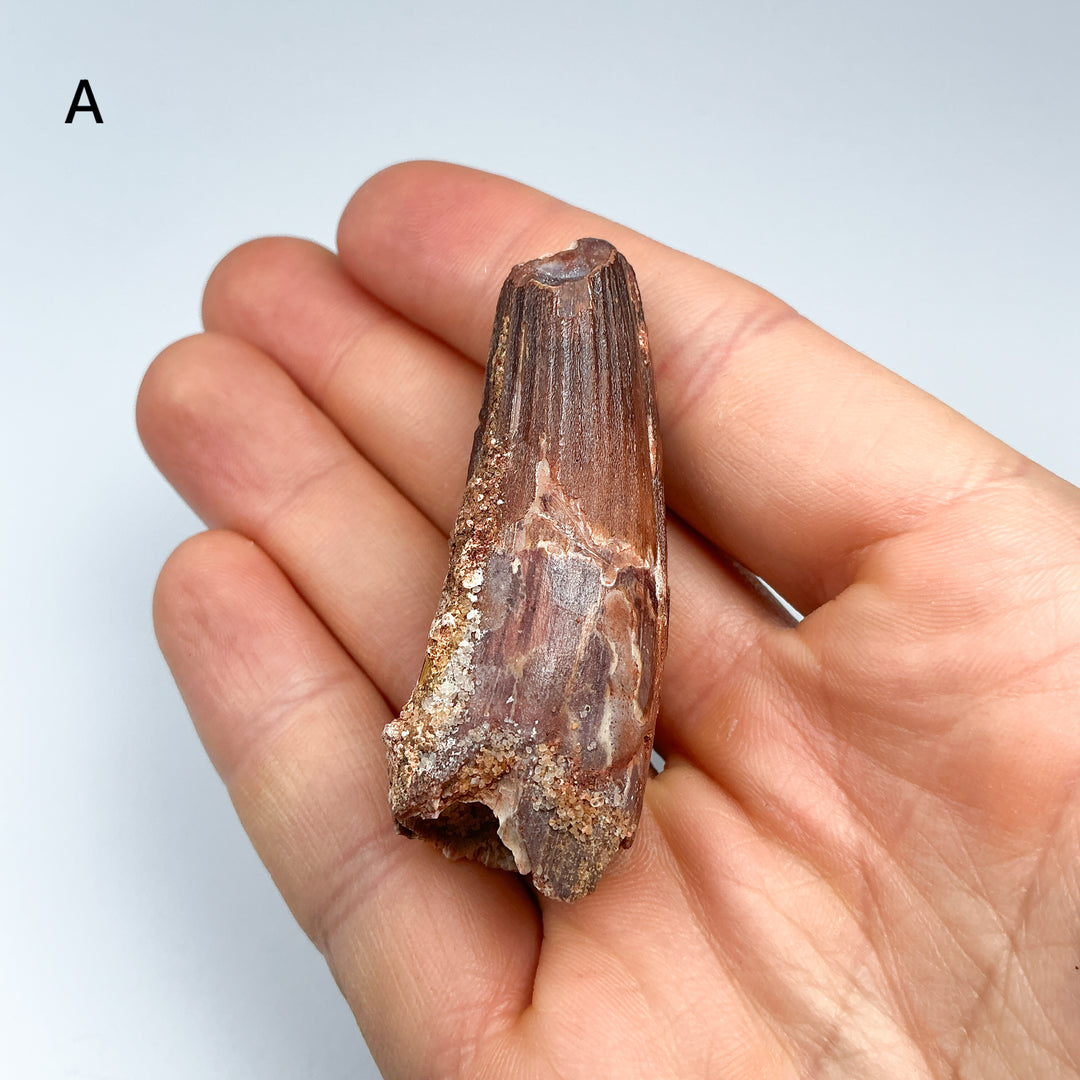 Fossilized Spinosaurus Tooth Specimen