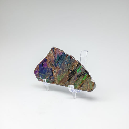 Ammolite Specimen - Rocks and Gems Canada