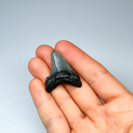 Fossilized Shark Tooth Specimen: Early Megalodon - Rocks and Gems Canada