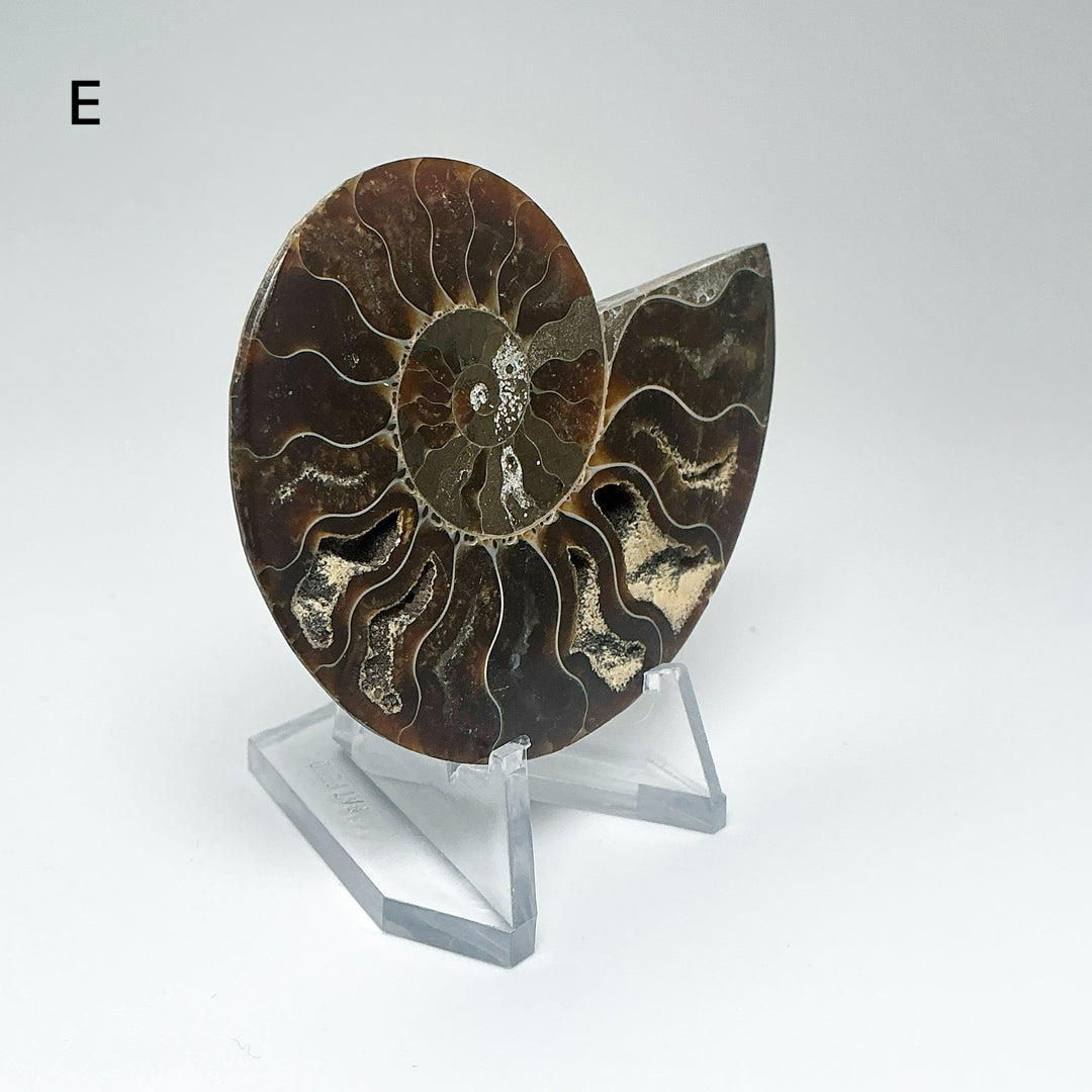 Chambered Ammonite