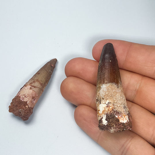 Fossilized Spinosaurus Tooth Specimen