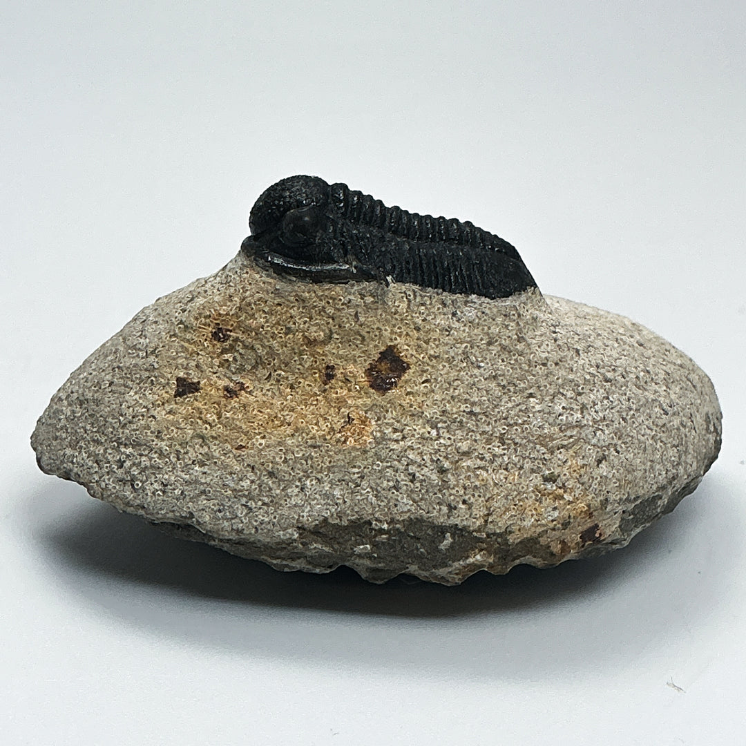 Trilobite Proetus Fossil