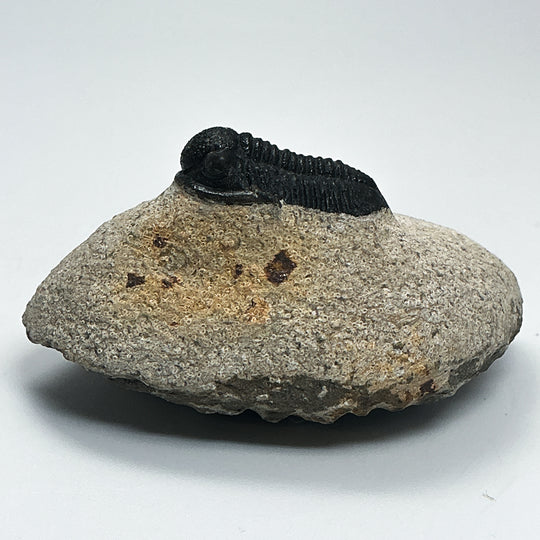 Trilobite Proetus Fossil