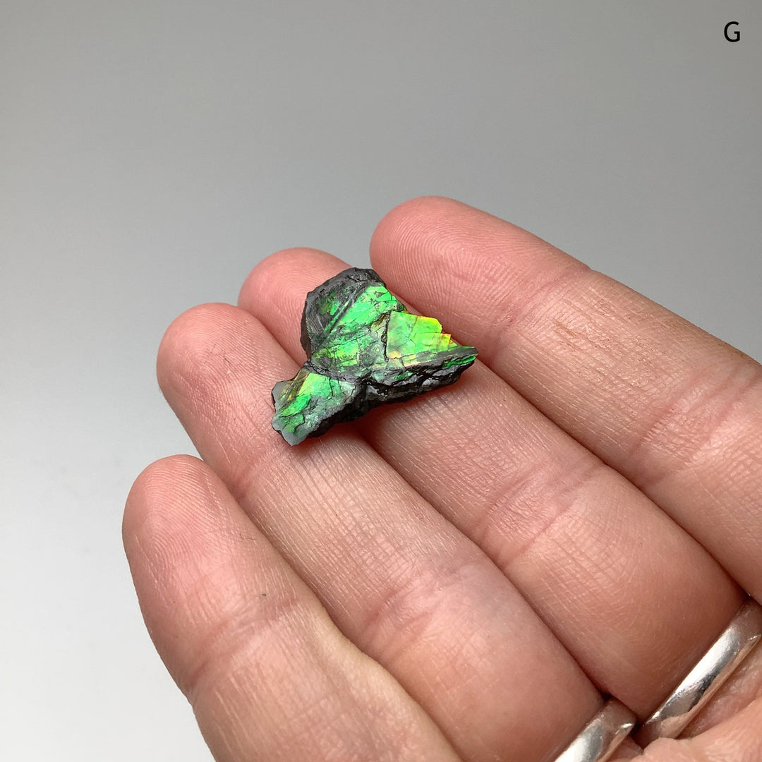 Ammolite Specimen - Rocks and Gems Canada