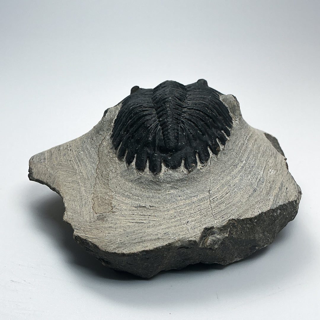 Trilobite Hollardops Fossil
