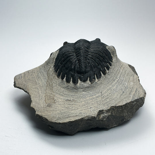 Trilobite Hollardops Fossil