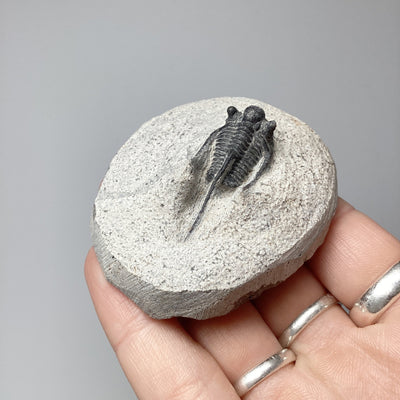 Trilobite Otarion Fossil