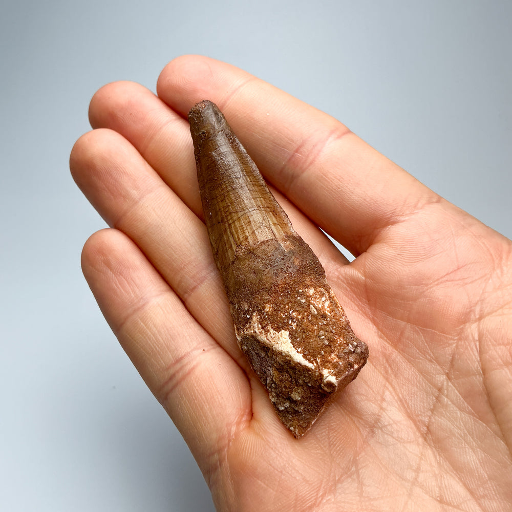 Fossilized Spinosaurus Tooth Specimen