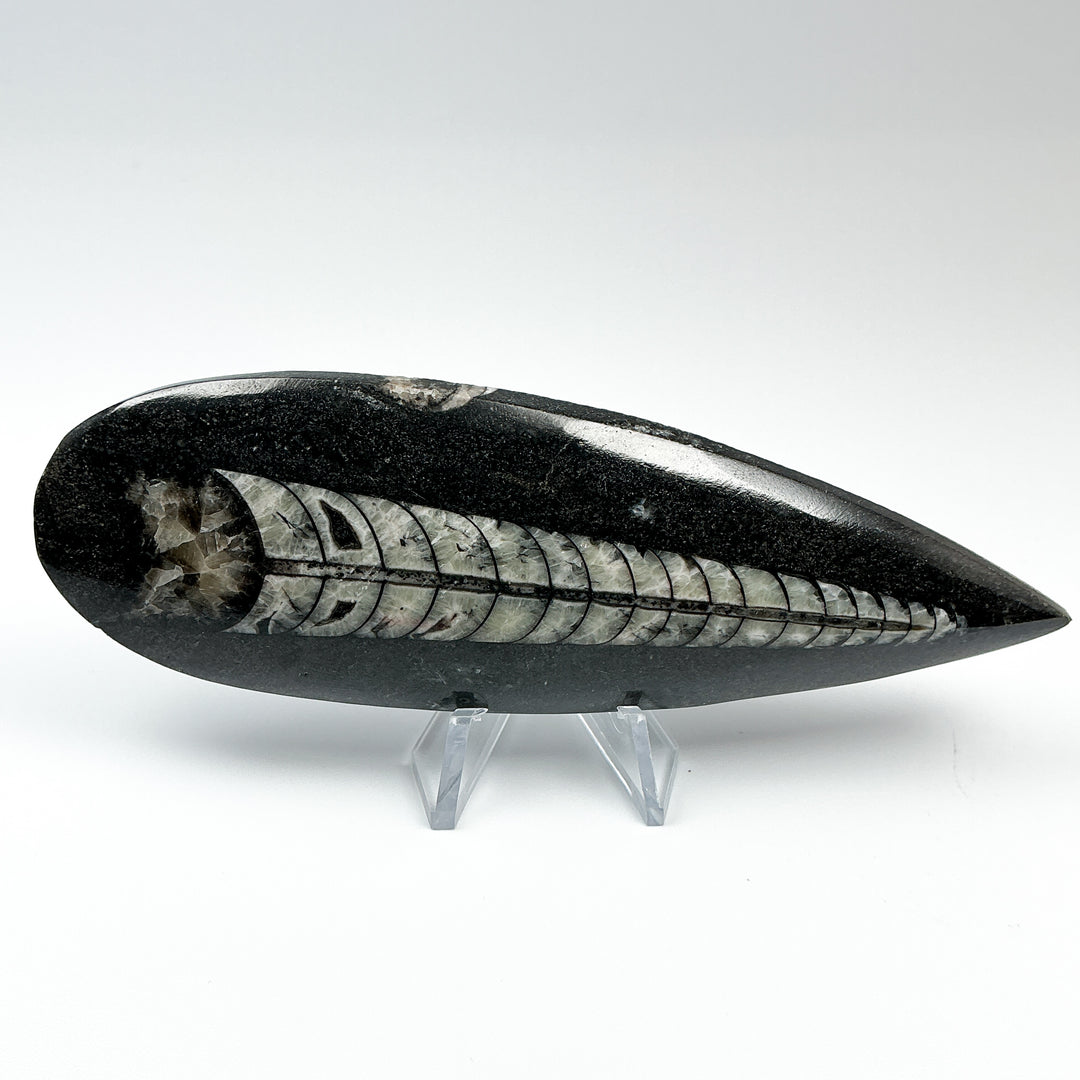 Polished Orthoceras Fossil