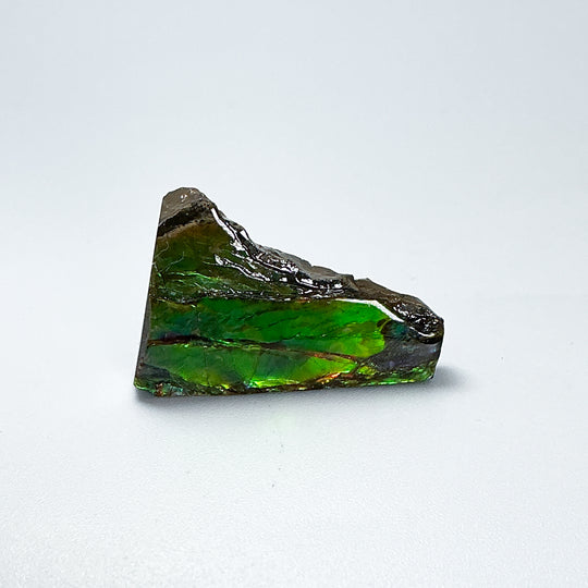 Ammolite Gem with Display Box - Rocks and Gems Canada