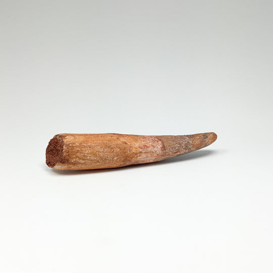 Fossilized Spinosaurus Tooth Specimen - Rocks and Gems Canada