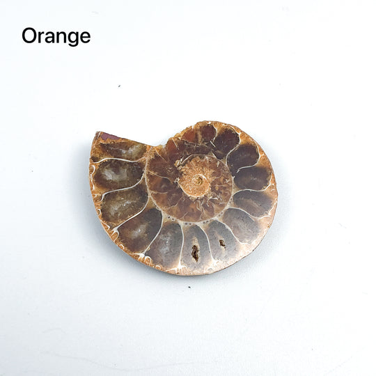 Chambered Ammonite - Rocks and Gems Canada