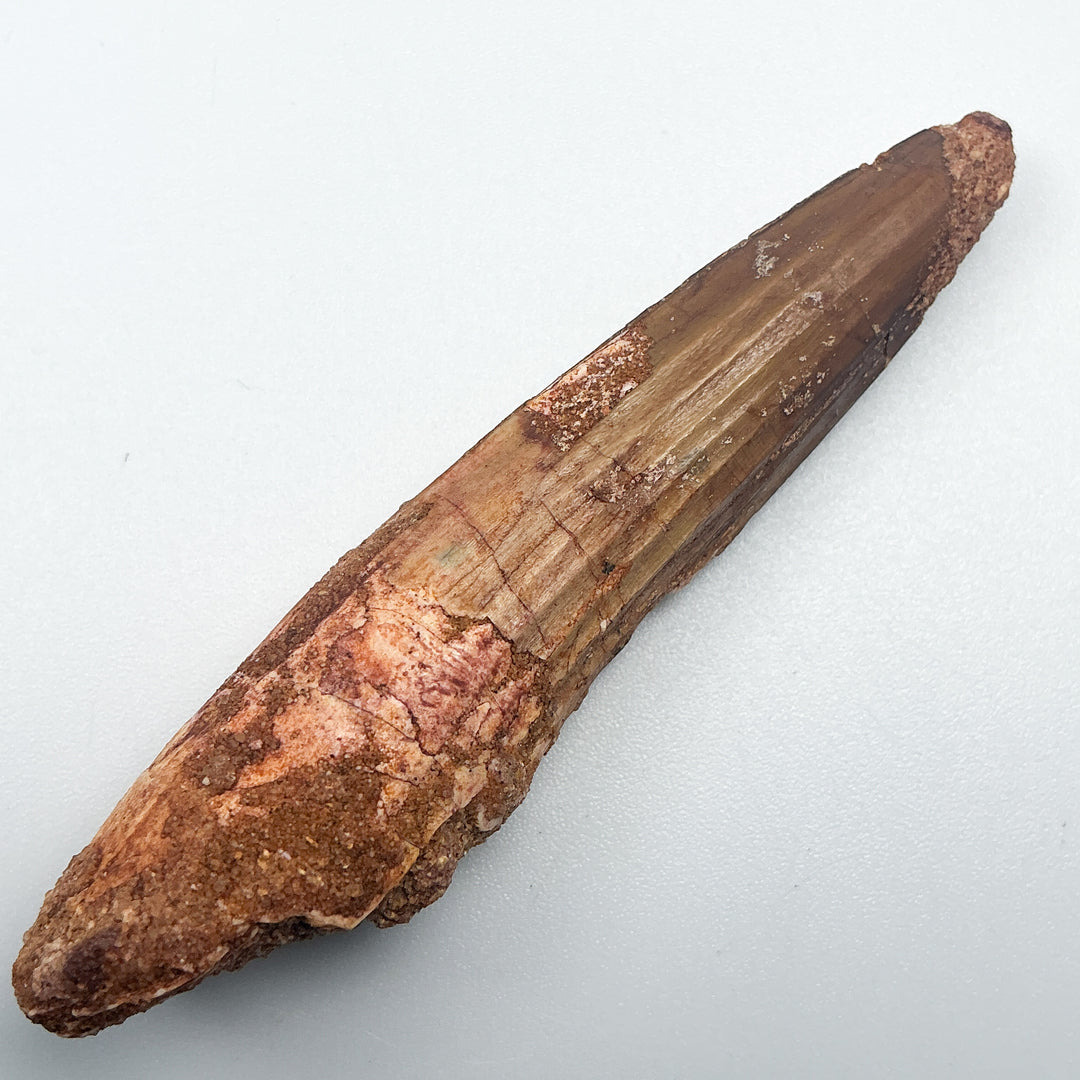 Fossilized Spinosaurus Tooth Specimen