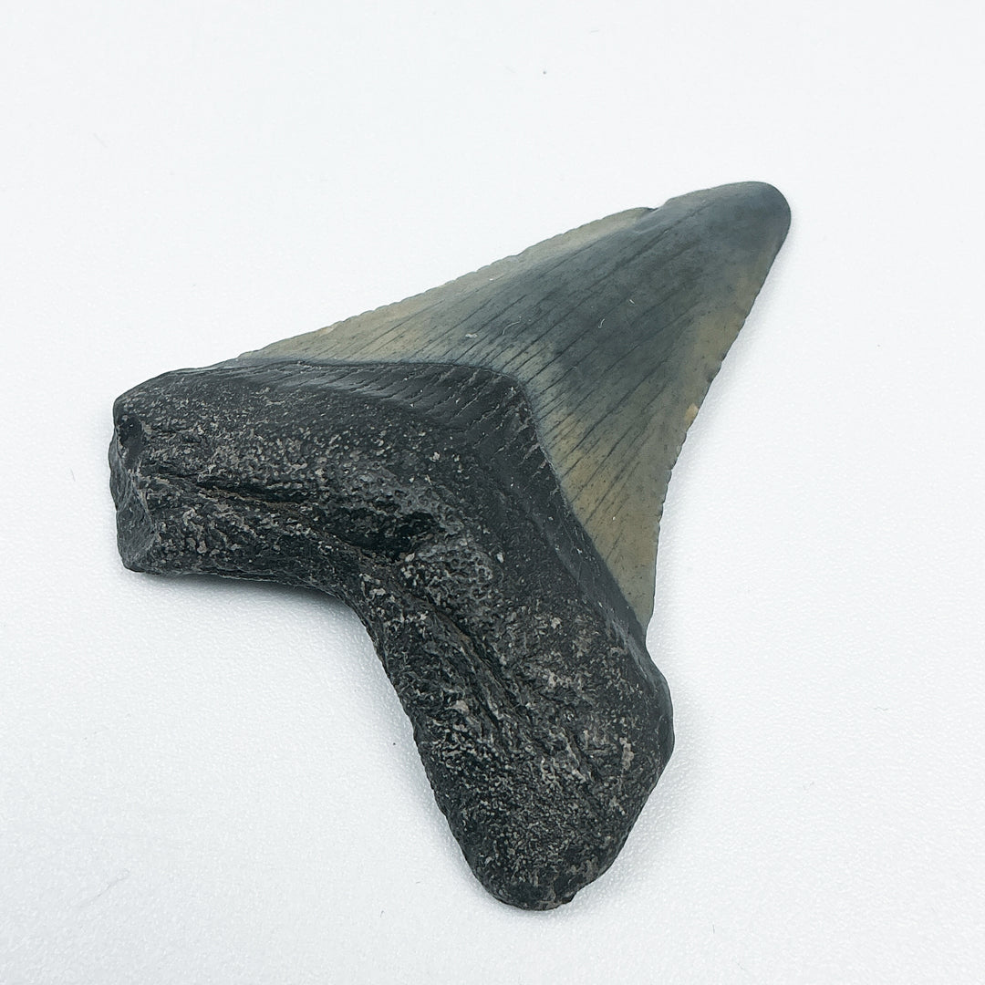 Fossilized Shark Tooth Specimen: Carcharodon Megalodon