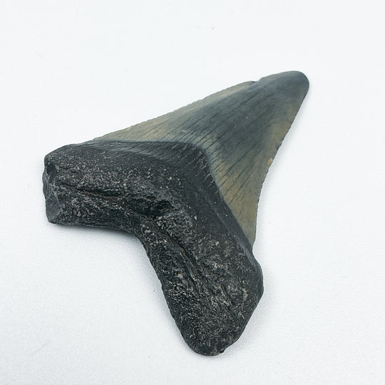 Fossilized Shark Tooth Specimen: Carcharodon Megalodon