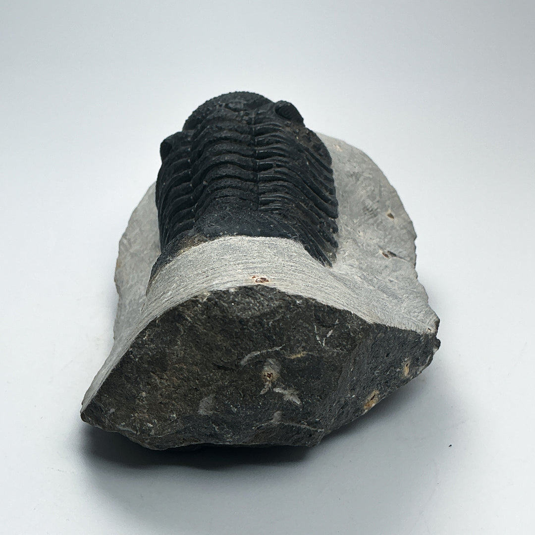 Trilobite Phacops Fossil