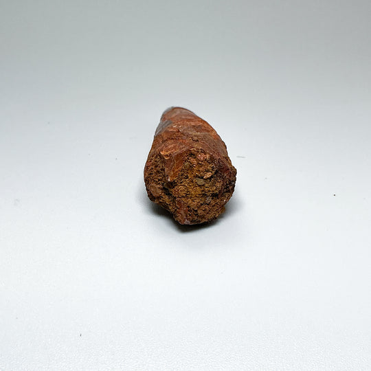 Fossilized Spinosaurus Tooth Specimen