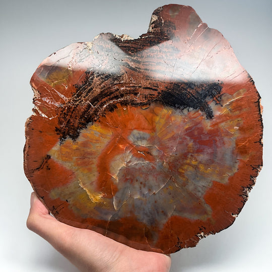 Petrified Wood Slice