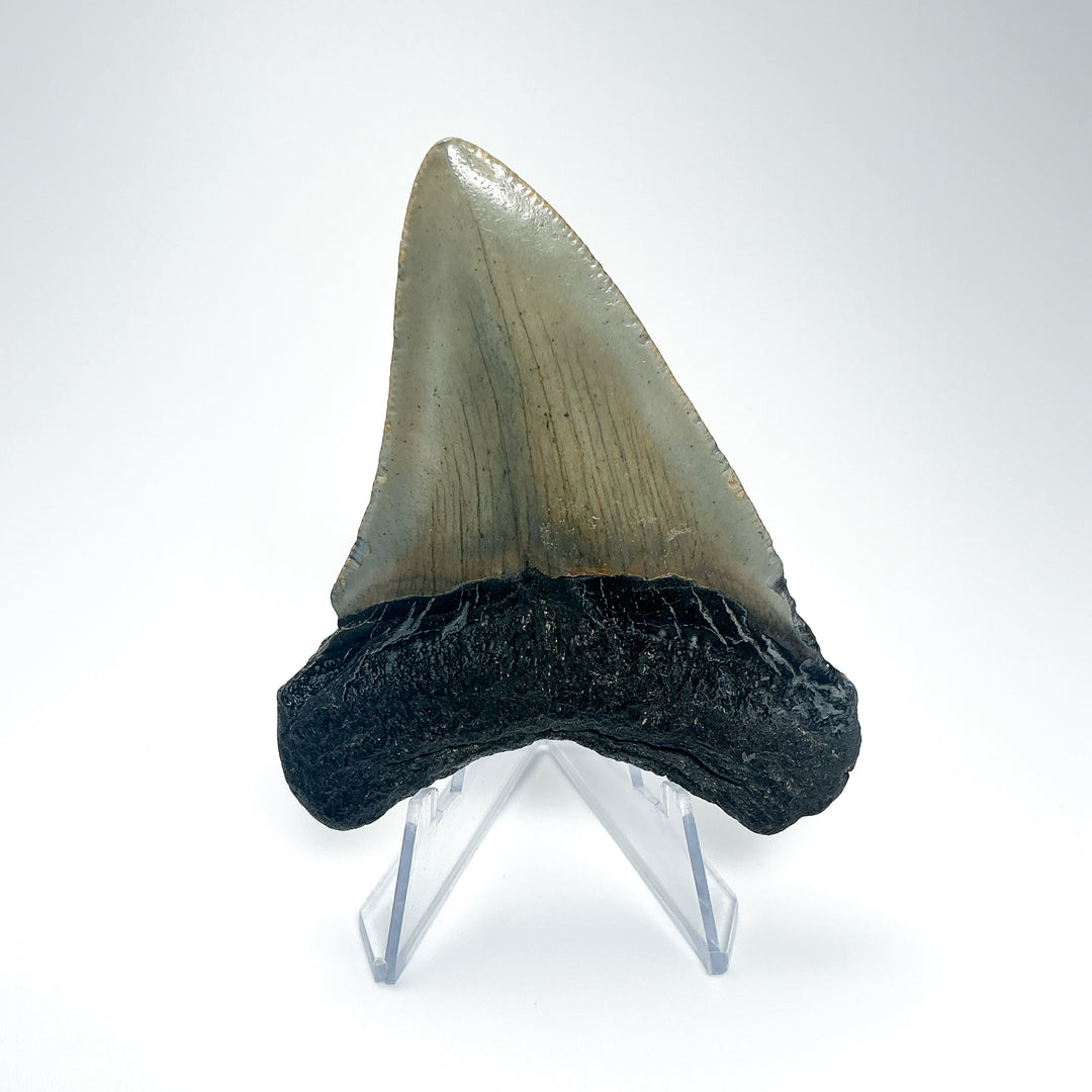 Fossilized Shark Tooth Specimen: Carcharodon Megalodon