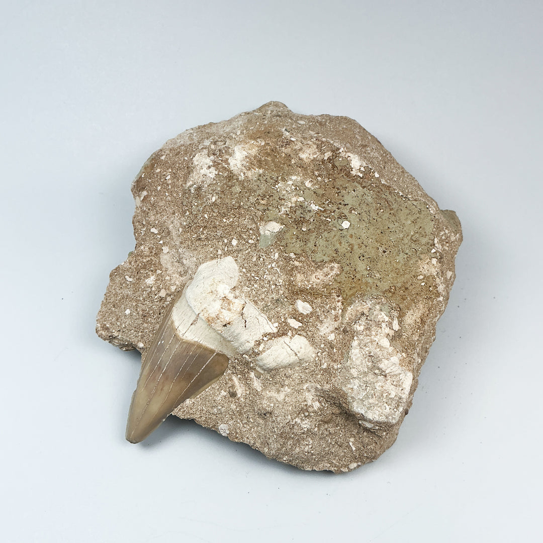Fossilized Otodus/Lamna Shark Tooth Specimen in Matrix - Rocks and Gems Canada