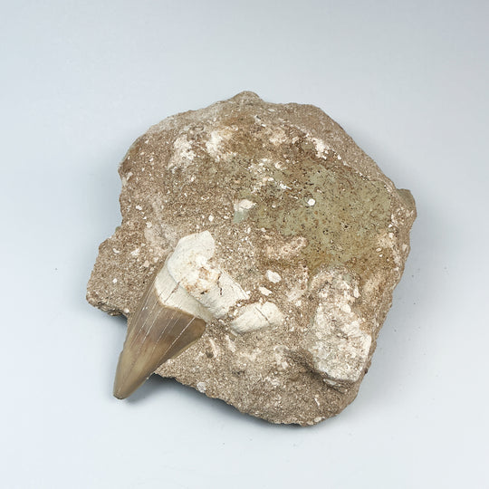 Fossilized Otodus/Lamna Shark Tooth Specimen in Matrix - Rocks and Gems Canada