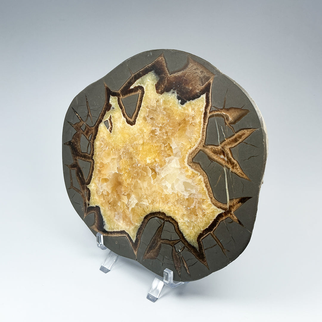 Septarian Slab