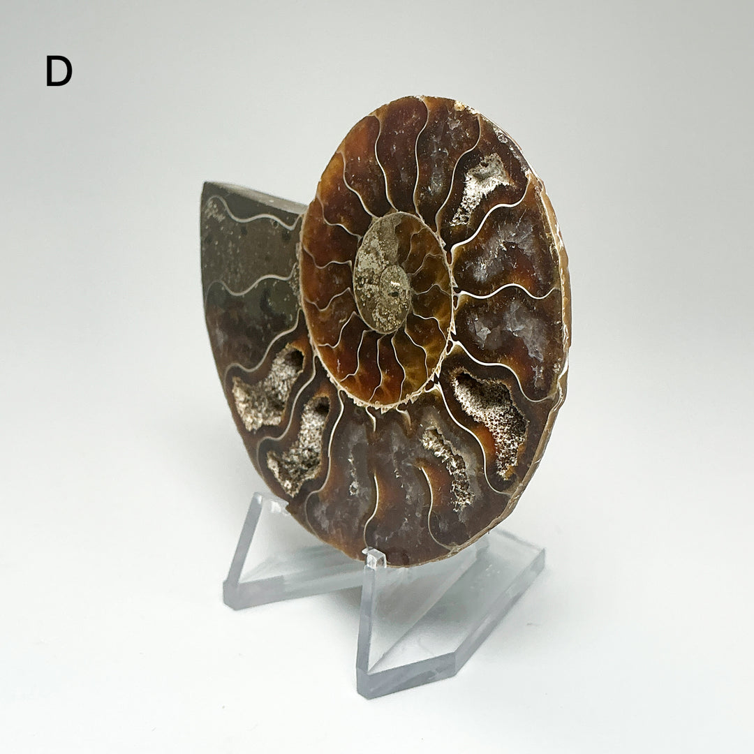 Chambered Ammonite
