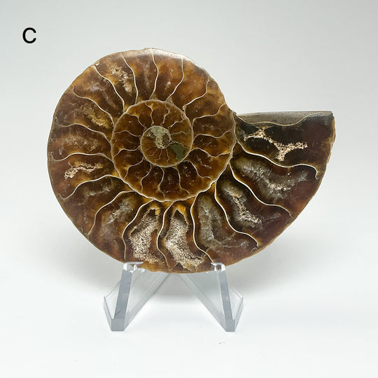 Chambered Ammonite