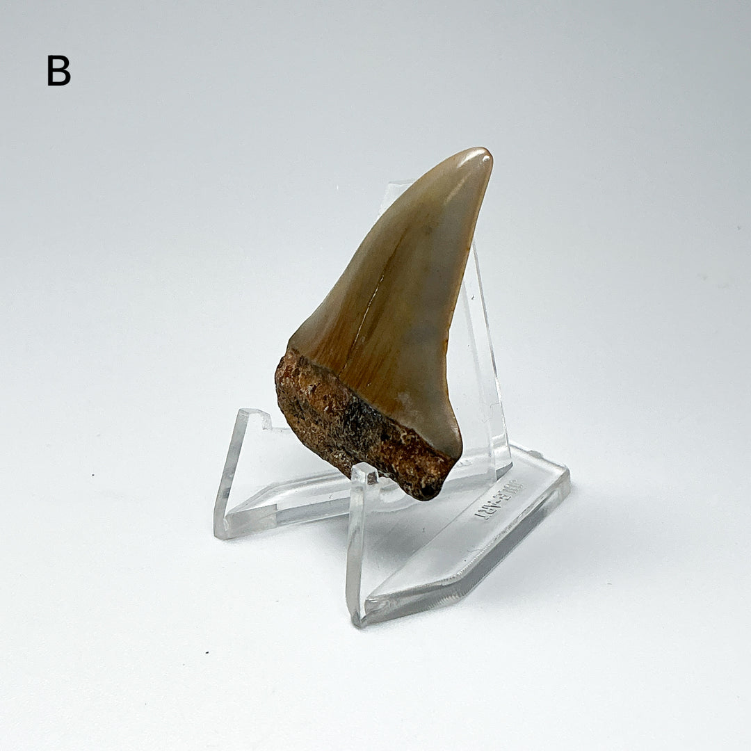Fossilized Shark Tooth Specimen: Extinct Great White Shark