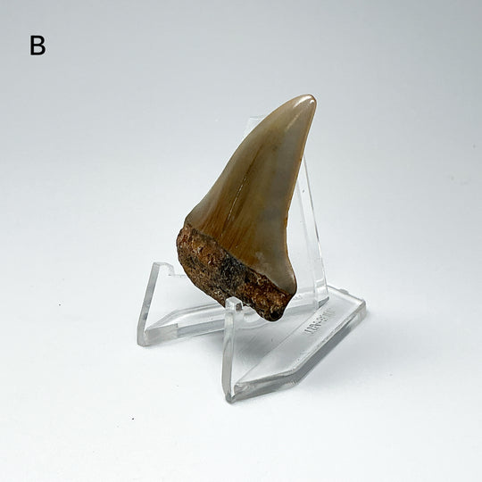 Fossilized Shark Tooth Specimen: Extinct Great White Shark