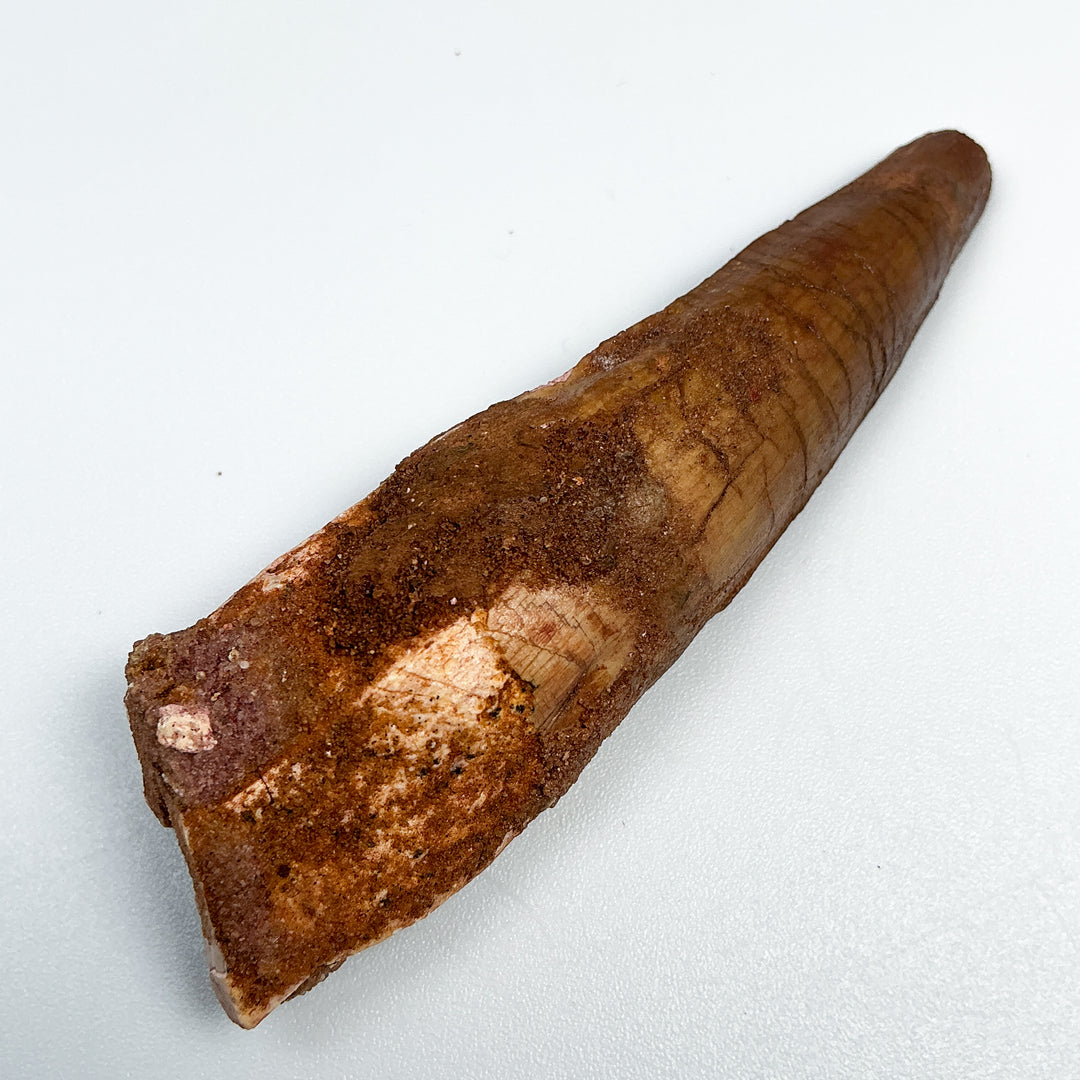 Fossilized Spinosaurus Tooth Specimen