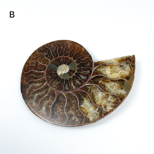 Chambered Ammonite - Rocks and Gems Canada