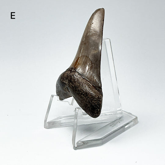 Fossilized Shark Tooth Specimen: Extinct Great White Shark