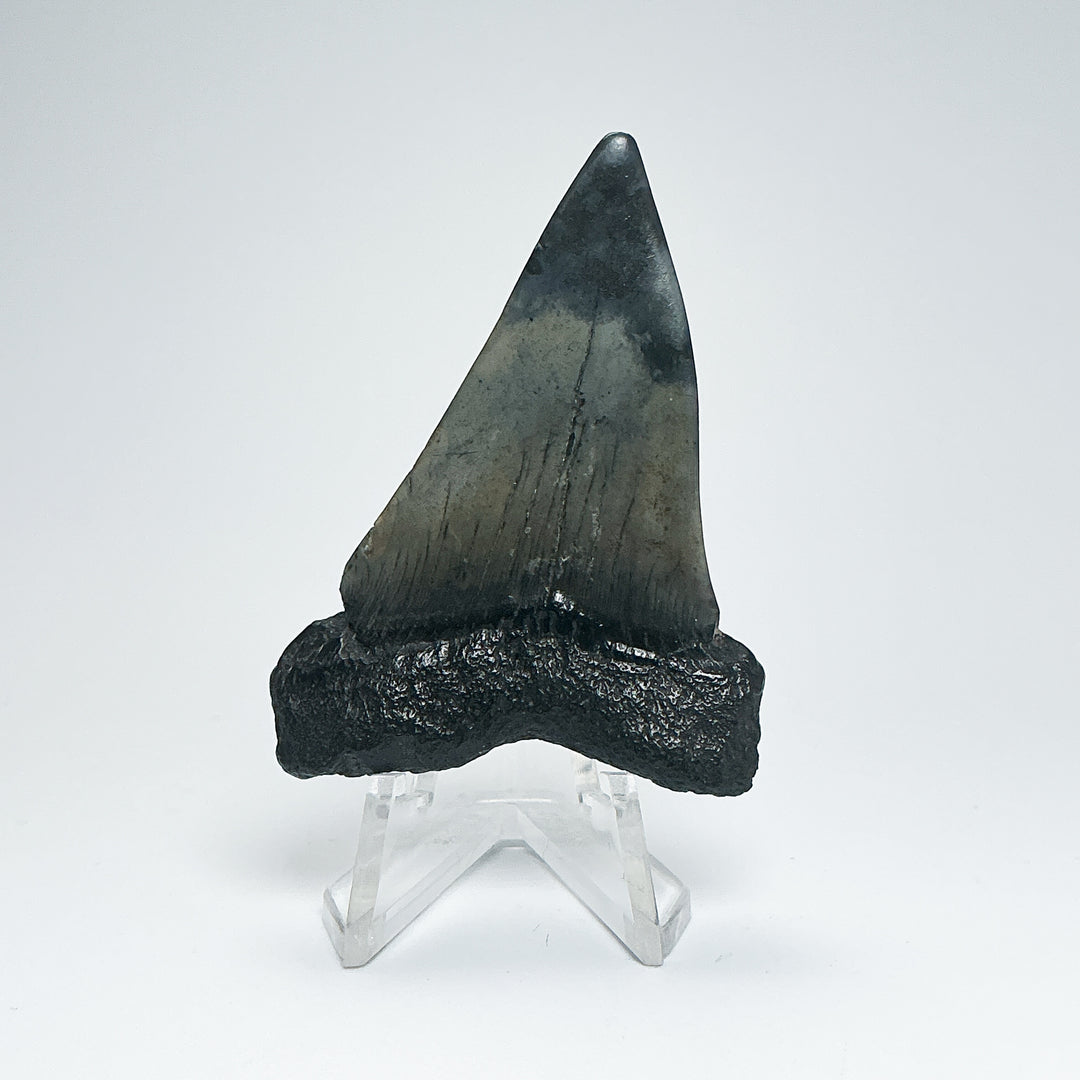 Fossilized Shark Tooth Specimen: Carcharodon Megalodon