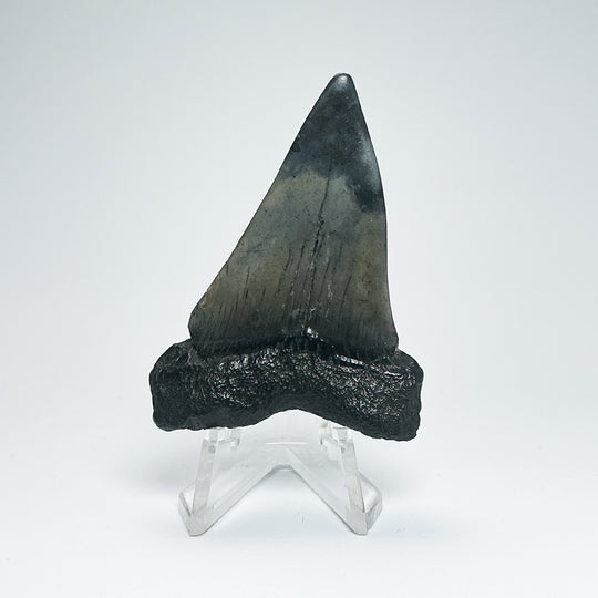 Fossilized Shark Tooth Specimen: Carcharodon Megalodon